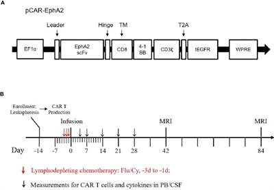 First-in-Human Trial of EphA2-Redirected CAR T-Cells in Patients With Recurrent Glioblastoma: A Preliminary Report of Three Cases at the Starting Dose